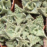 Faucaria tuberculosa